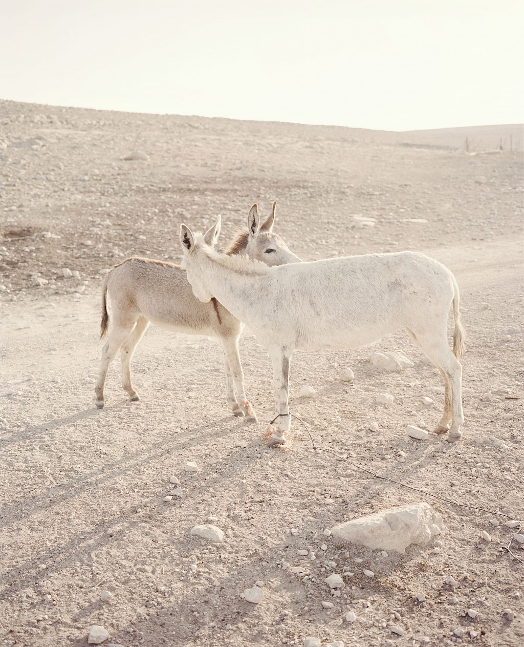 Image by Kasper Palsnov